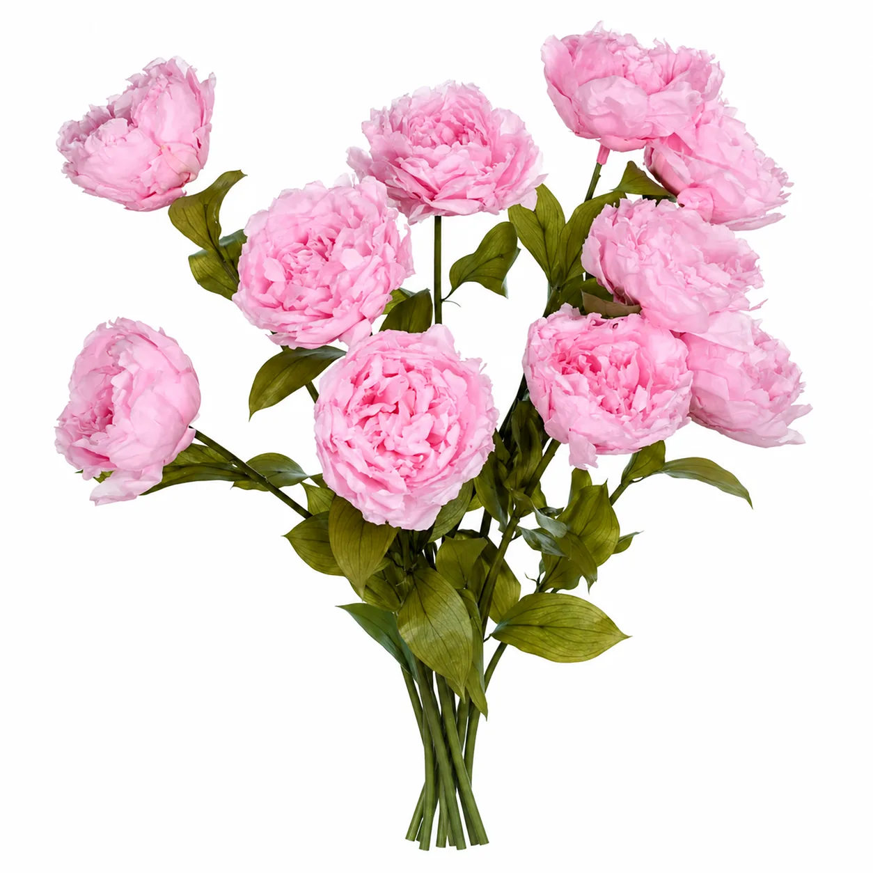 Blush Pink Peony Stems — photo 4